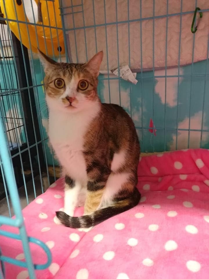 我叫「櫻花」,係女仔嚟㗎,依家大約兩歲,唔好睇我眼仔碌碌好似好柔弱,其實我係烈女嚟~ 我叫「櫻花」,係女仔嚟㗎,依家大約兩歲,唔好睇我眼仔碌碌好似好柔弱,其實我係烈女嚟~