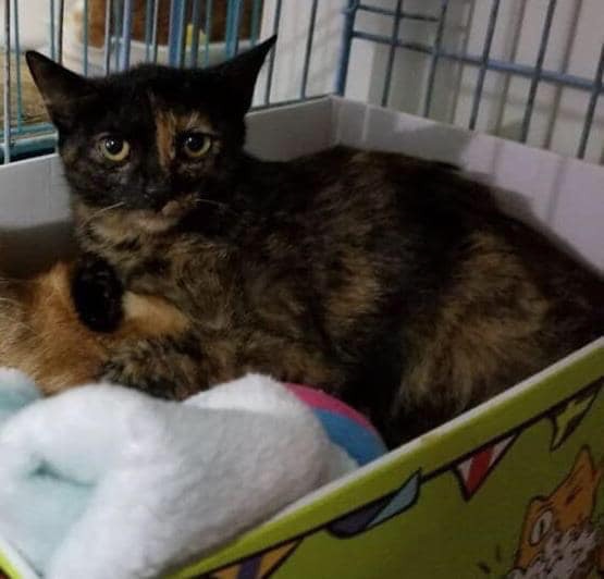 我叫「邋遢豬」,係女仔嚟㗎,依家大約一歲,性格有啲細膽、怕人,不過我好鍾意同貓玩、可以同唔同嘅貓相處~ 我叫「邋遢豬」,係女仔嚟㗎,依家大約一歲,性格有啲細膽、怕人,不過我好鍾意同貓玩、可以同唔同嘅貓相處~