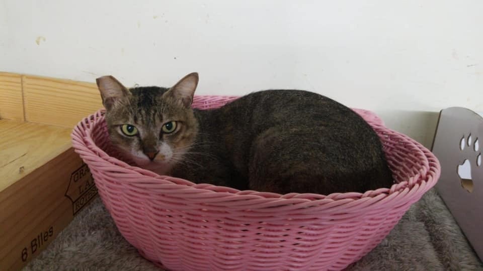 我叫「灰爸爸」,係男仔嚟㗎,依家大約三歲,性格有啲剛烈,亂咁惹我會發脾氣㗎。 我叫「灰爸爸」,係男仔嚟㗎,依家大約三歲,性格有啲剛烈,亂咁惹我會發脾氣㗎。