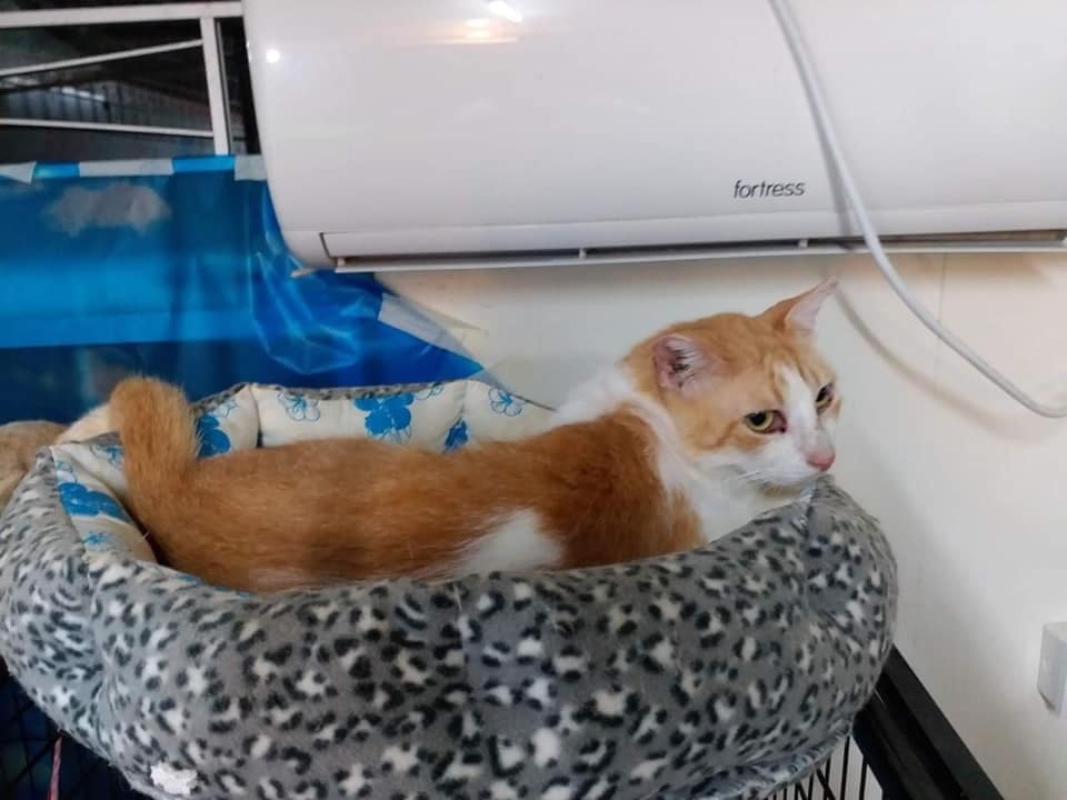 我叫「矇矇」,係男仔嚟㗎,依家大約五歲,特徵係同「仔仔」周渝民一樣,有抑鬱嘅眼神。 我叫「矇矇」,係男仔嚟㗎,依家大約五歲,特徵係同「仔仔」周渝民一樣,有抑鬱嘅眼神。