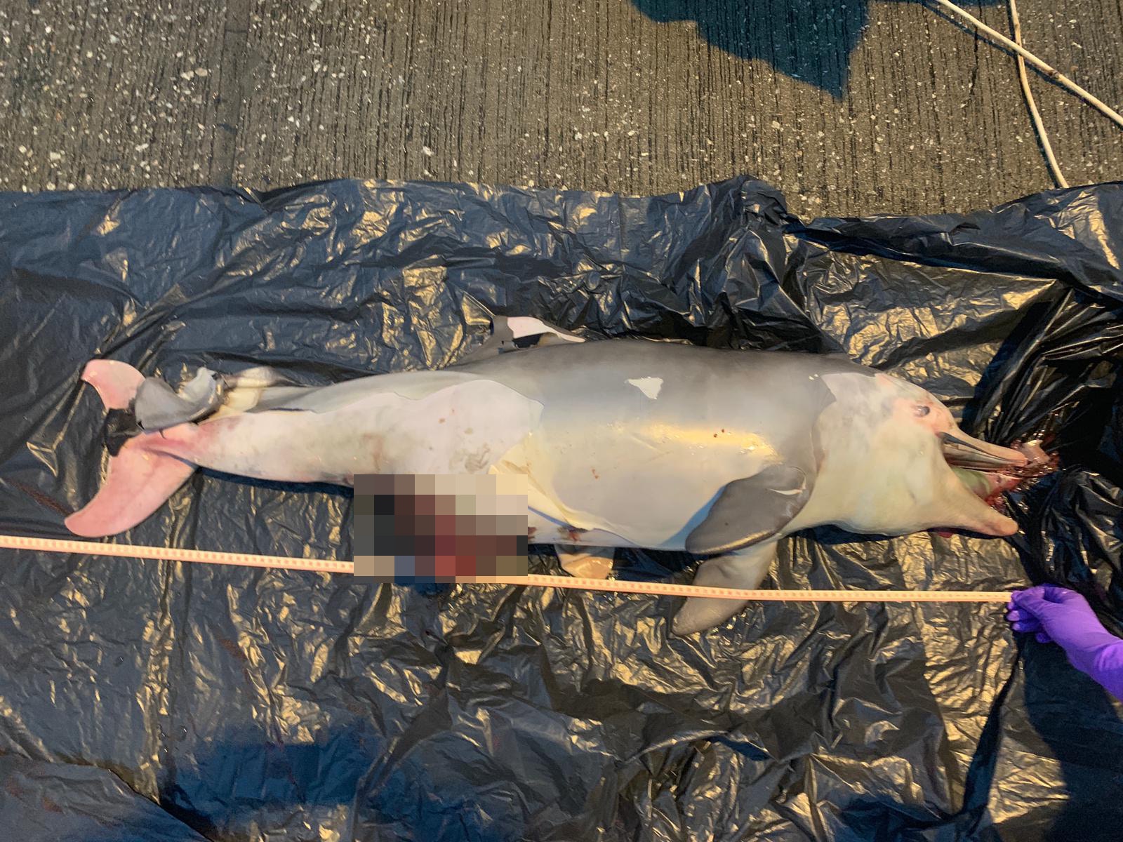 香港海洋公園保育基金於傍晚再接報通知,跟進另一宗鯨豚擱淺個案,一條幼年、雄性的中華白海豚,被發現擱淺於大澳,屍身嚴重腐爛,死因未能確定。(香港海洋公園保育基金提供) 香港海洋公園保育基金於傍晚再接報通知,跟進另一宗鯨豚擱淺個案,一條幼年、雄性的中華白海豚,被發現擱淺於大澳,屍身嚴重腐爛,死因未能確定。(香港海洋公園保育基金提供)