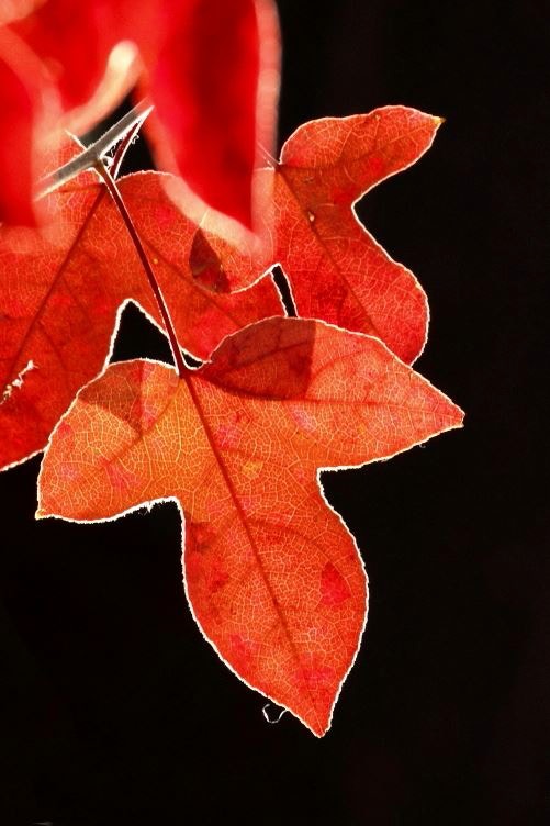 紅葉來了 影靚相吉時要揀日出後黃昏前攝影達人教你四大要訣