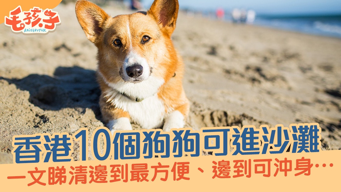 夏日去沙灘 10個人狗都入得的沙灘優缺點大比併 香港01 寵物