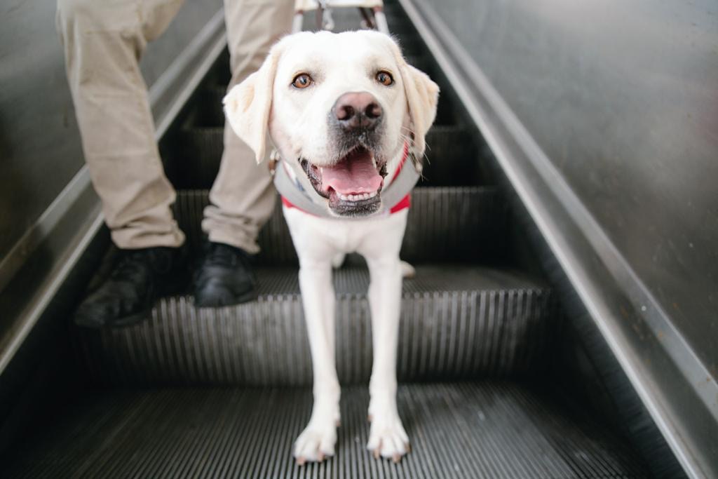 本土導盲犬】性格沉穩熟悉本土路況當代導盲犬猶勝從前