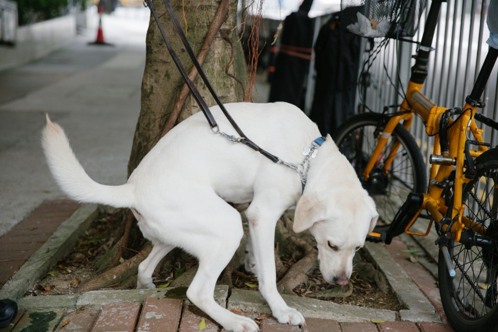 本土導盲犬】性格沉穩熟悉本土路況當代導盲犬猶勝從前