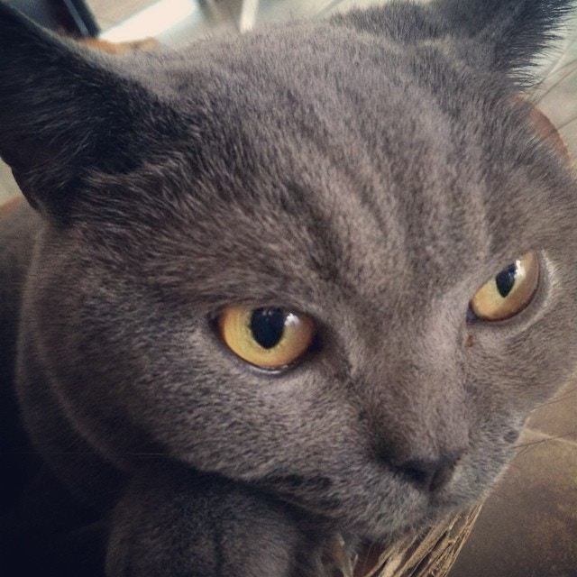 貓咪不是敏感源,要了解事實。(胡杏兒IG圖片) 貓咪不是敏感源,要了解事實。(胡杏兒IG圖片)