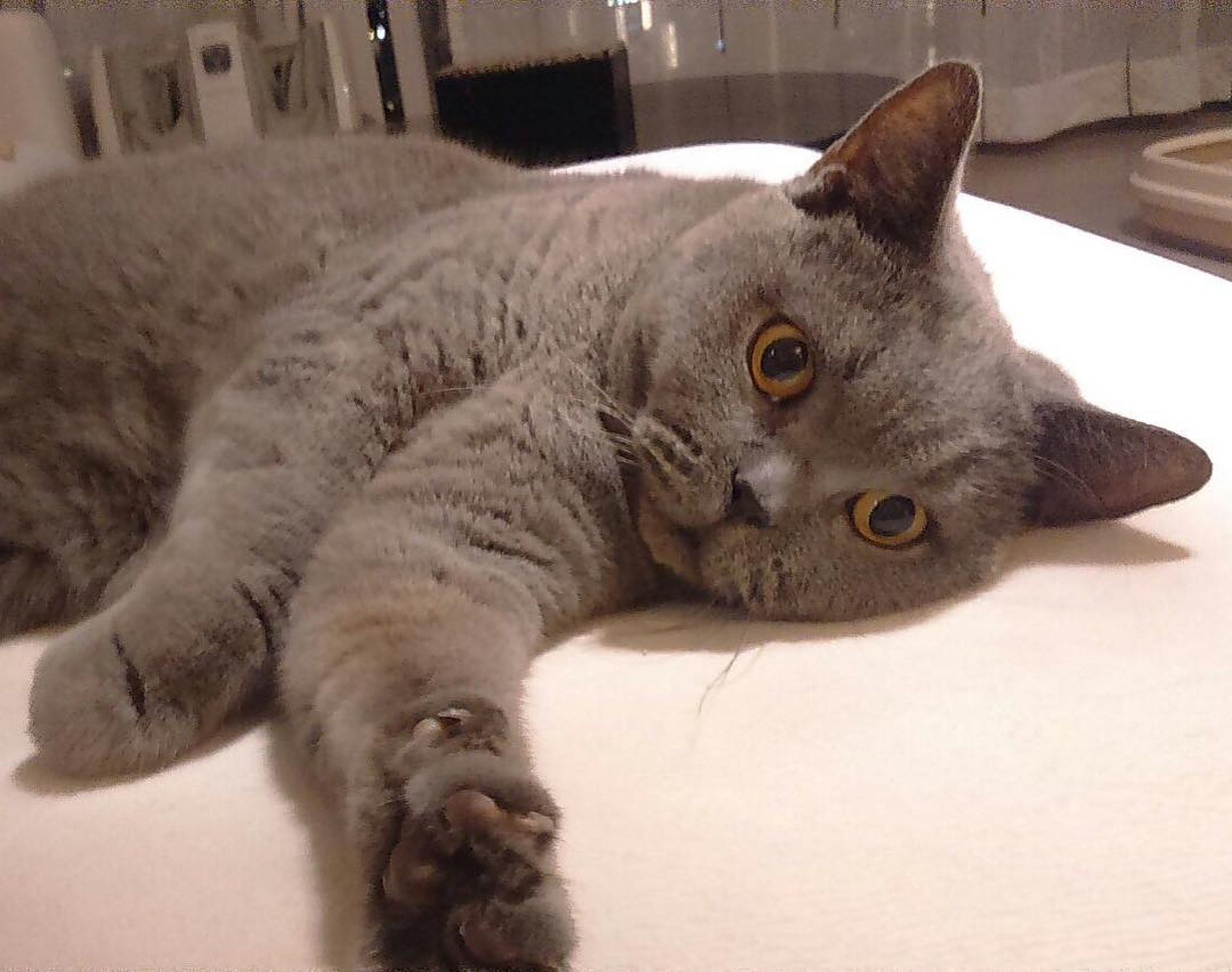 杏兒的貓咪,當然幸福過人。(胡杏兒IG圖片) 杏兒的貓咪,當然幸福過人。(胡杏兒IG圖片)