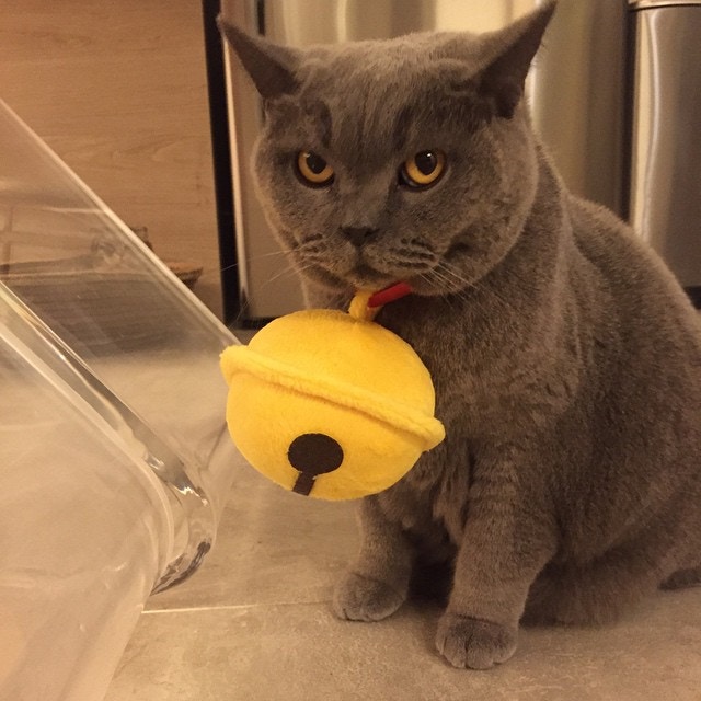 有小動物一起成長,可令孩子更有同理心。(胡杏兒IG圖片) 有小動物一起成長,可令孩子更有同理心。(胡杏兒IG圖片)