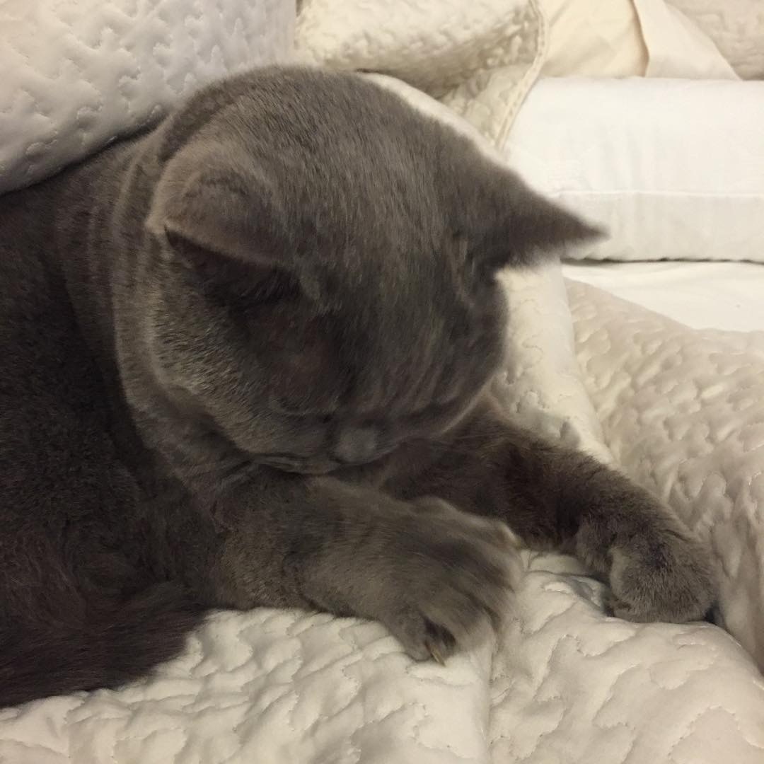 不用愁,你的寵愛絕不會因有新成員而減少。(胡杏兒IG圖片) 不用愁,你的寵愛絕不會因有新成員而減少。(胡杏兒IG圖片)