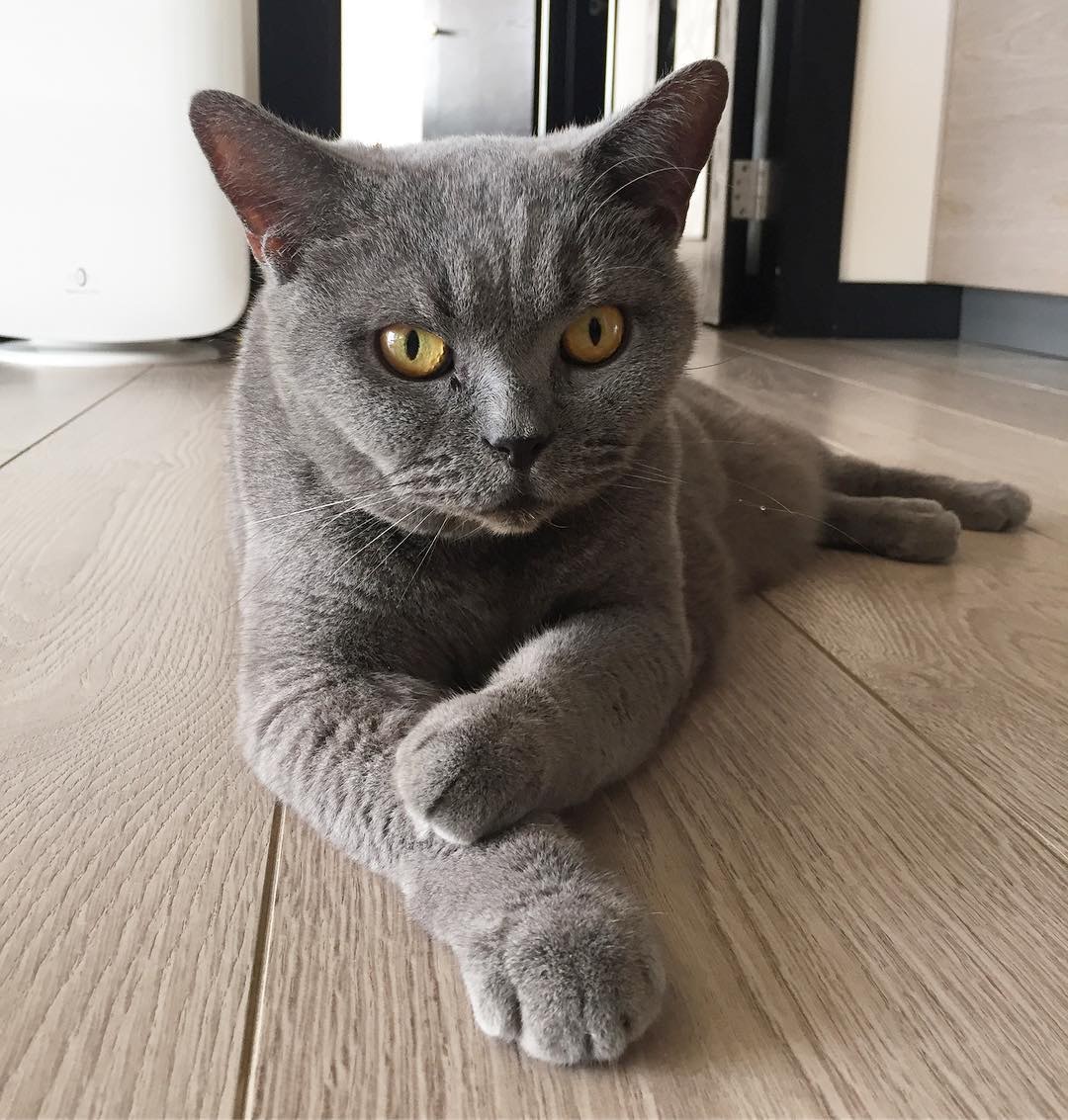 當小孩出生後,應盡早與家中毛孩接觸,讓牠們知道家中有新成員。(胡杏兒IG圖片) 當小孩出生後,應盡早與家中毛孩接觸,讓牠們知道家中有新成員。(胡杏兒IG圖片)