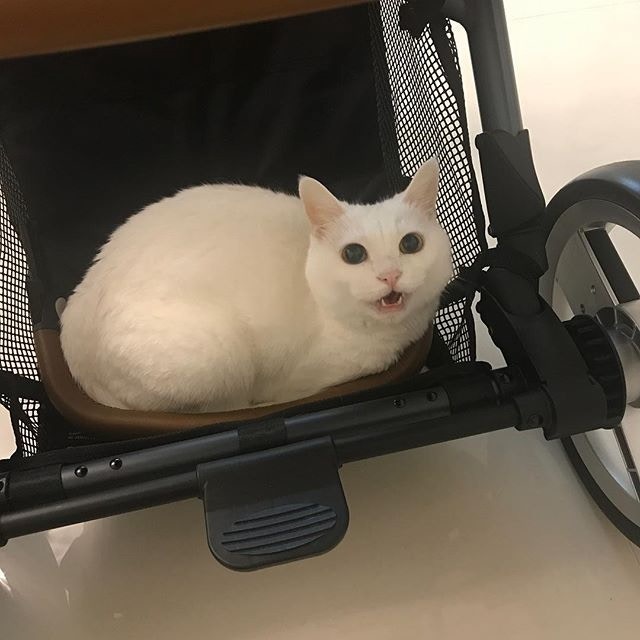 作為貓奴,更應照顧貓咪一生。(葉翠翠IG圖片) 作為貓奴,更應照顧貓咪一生。(葉翠翠IG圖片)