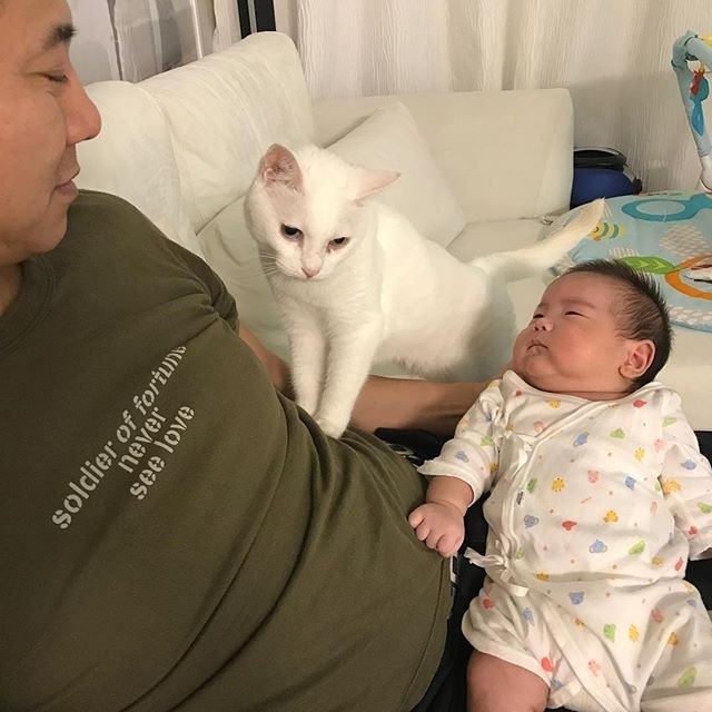 貓咪已習慣新成員在家。(葉翠翠IG圖片) 貓咪已習慣新成員在家。(葉翠翠IG圖片)