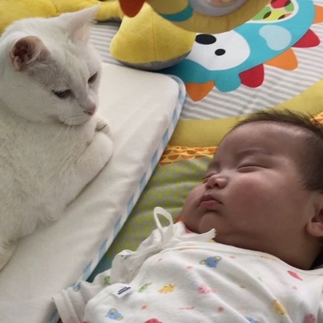 家中貓咪對新成員十分好奇。(葉翠翠IG圖片) 家中貓咪對新成員十分好奇。(葉翠翠IG圖片)