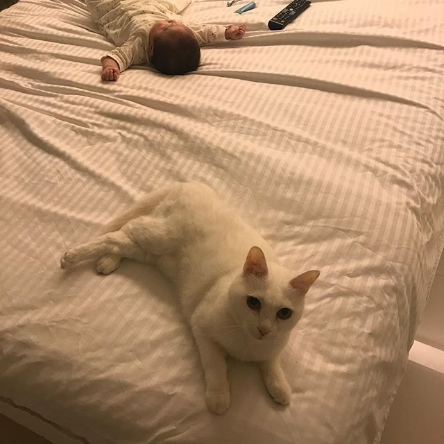 貓咪與BB共存,其實不會有問題。(葉翠翠IG圖片) 貓咪與BB共存,其實不會有問題。(葉翠翠IG圖片)