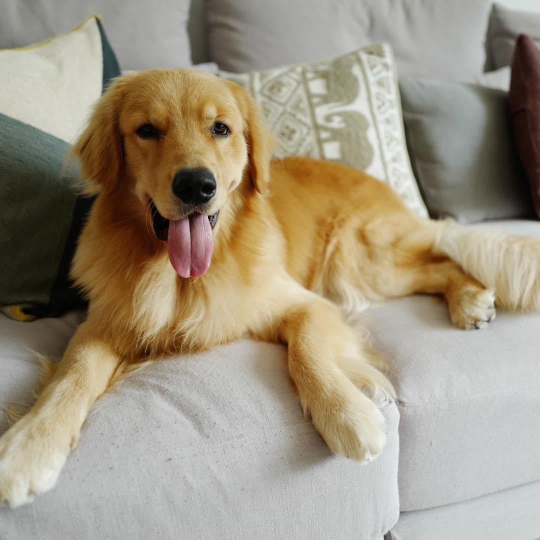 吳雨霏認為狗狗與孩子一起成長,不會有任何問題。(吳雨霏IG圖片) 吳雨霏認為狗狗與孩子一起成長,不會有任何問題。(吳雨霏IG圖片)