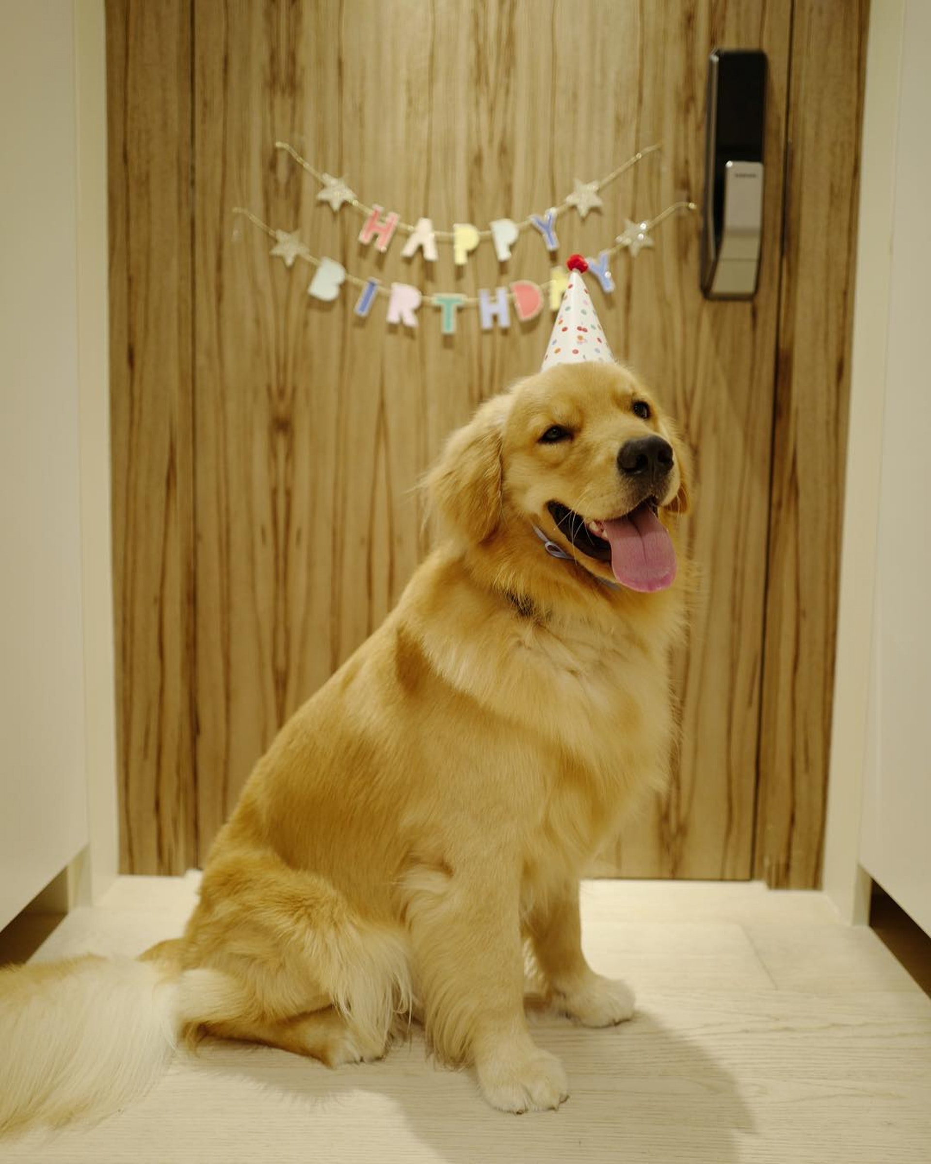 狗狗生日快樂,要好好陪小孩成長。(吳雨霏IG圖片) 狗狗生日快樂,要好好陪小孩成長。(吳雨霏IG圖片)