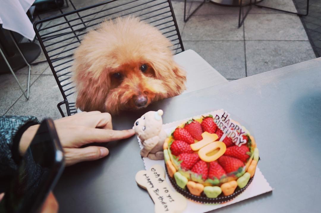 狗狗已10歲,算是老狗了。(張美妮IG圖片) 狗狗已10歲,算是老狗了。(張美妮IG圖片)