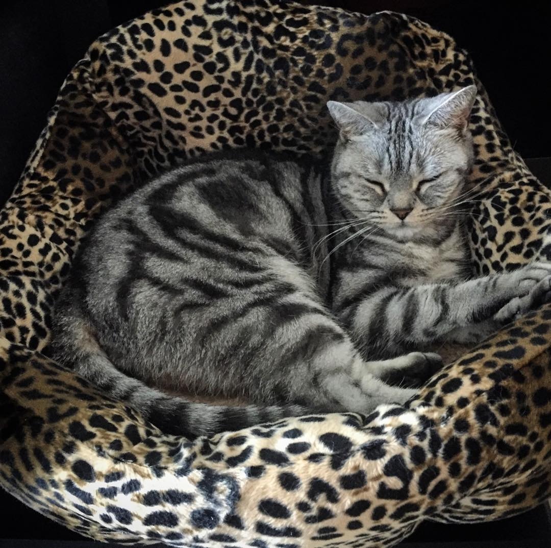 家中有新成員,更多人去愛吻貓咪。(Instagram圖片:jesscambensy) 家中有新成員,更多人去愛吻貓咪。(Instagram圖片:jesscambensy)