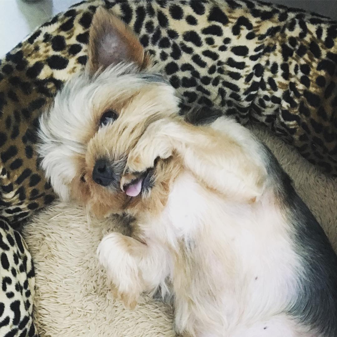 小狗也愛新成員。(Instagram圖片:jesscambensy) 小狗也愛新成員。(Instagram圖片:jesscambensy)