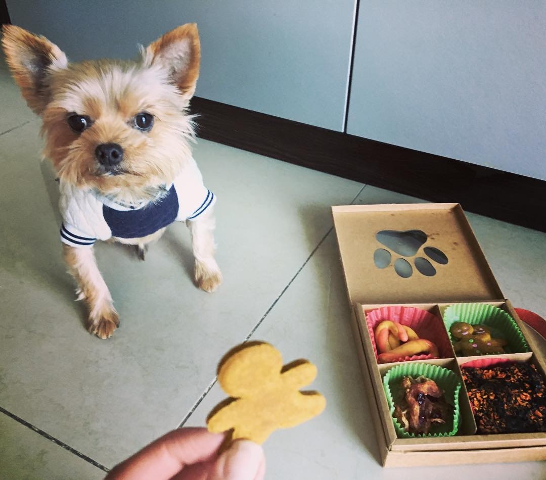 有更多人會關懷小狗。(Instagram圖片:jesscambensy) 有更多人會關懷小狗。(Instagram圖片:jesscambensy)