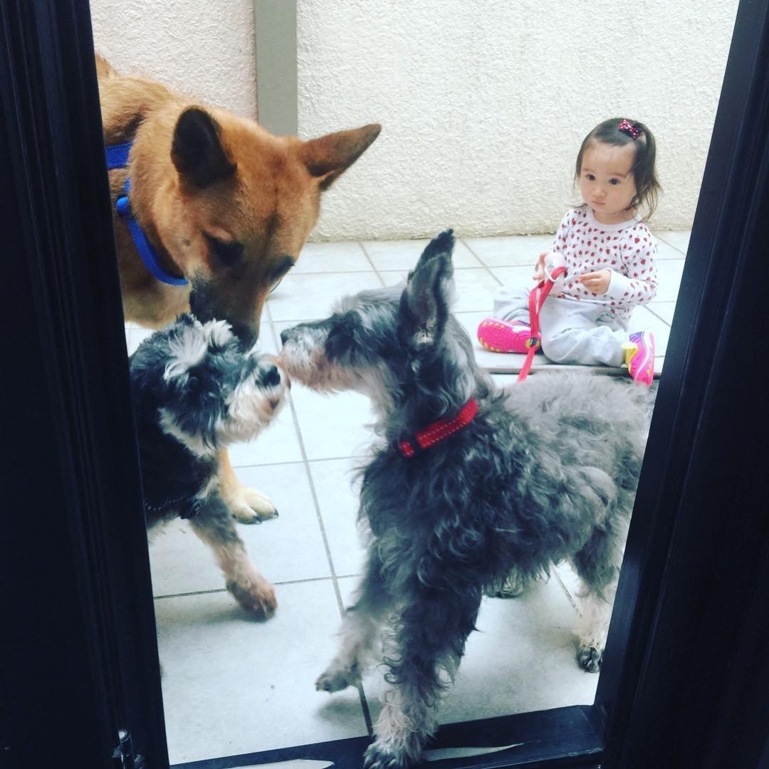 Ana R.擔心狗狗年事已高,不習慣跟小朋友相處,所以一開始會讓牠們先習慣女兒的氣味,再讓她們一起玩耍。(Instagram圖片:ana_r) Ana R.擔心狗狗年事已高,不習慣跟小朋友相處,所以一開始會讓牠們先習慣女兒的氣味,再讓她們一起玩耍。(Instagram圖片:ana_r)