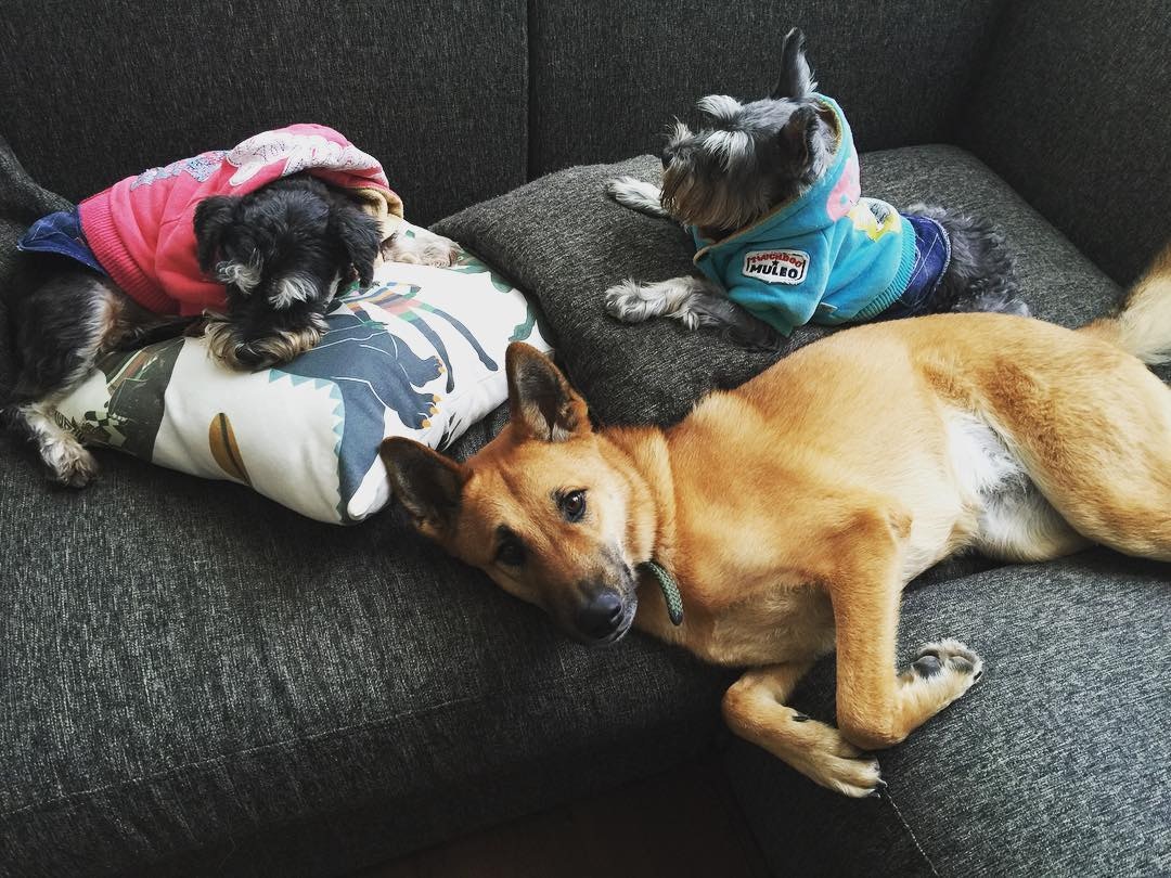 狗狗們也能和平共處,不是問題。(Instagram圖片:ana_r) 狗狗們也能和平共處,不是問題。(Instagram圖片:ana_r)