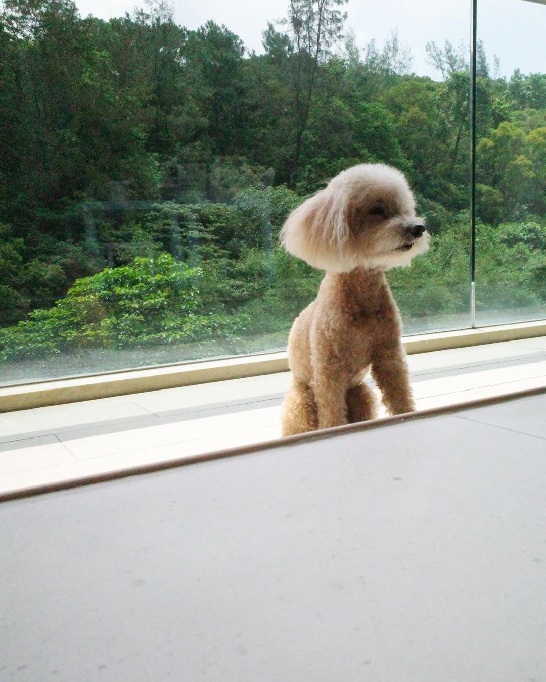 狗狗為生活增添了不少樂趣。(少爺占IG圖片) 狗狗為生活增添了不少樂趣。(少爺占IG圖片)