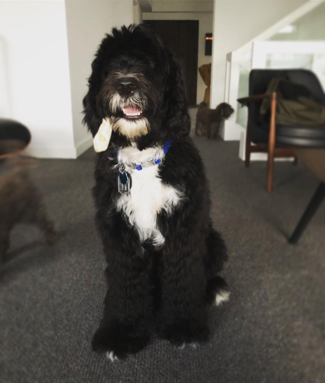 Rocco現在才2歲,牠是在17年時被余文樂從美國帶回家的。(余文樂instagram圖片) Rocco現在才2歲,牠是在17年時被余文樂從美國帶回家的。(余文樂instagram圖片)