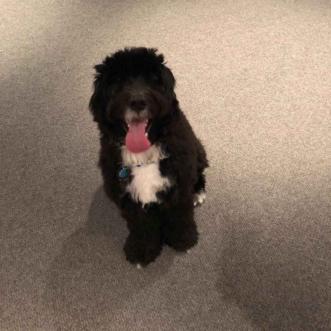 不時有人看到余文樂帶著狗狗去散步。(余文樂instagram圖片) 不時有人看到余文樂帶著狗狗去散步。(余文樂instagram圖片)