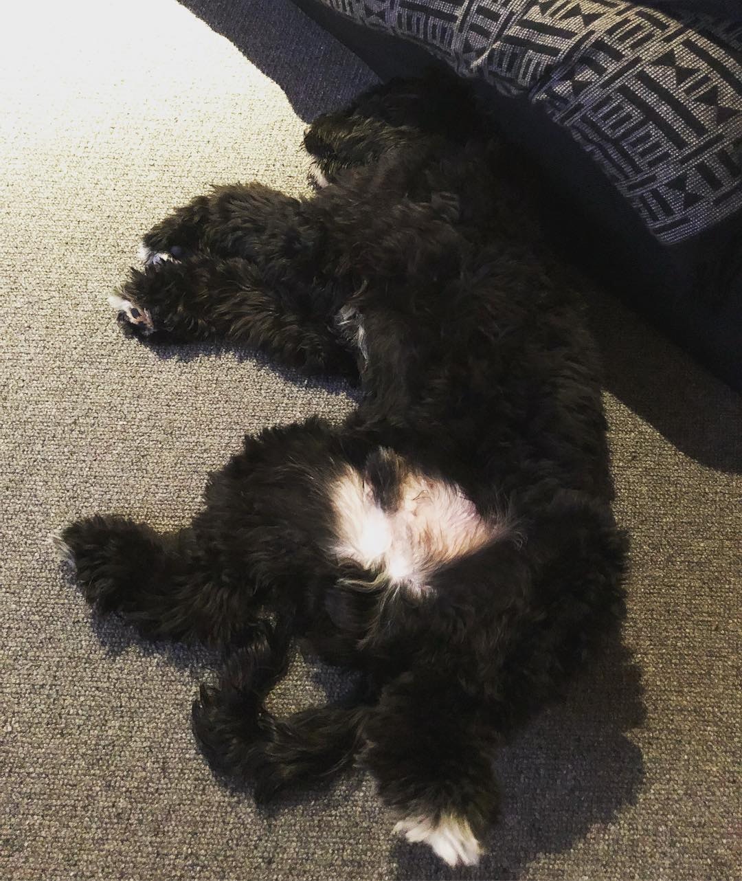 狗狗會是兒子成長時的最好拍檔。(余文樂instagram圖片) 狗狗會是兒子成長時的最好拍檔。(余文樂instagram圖片)