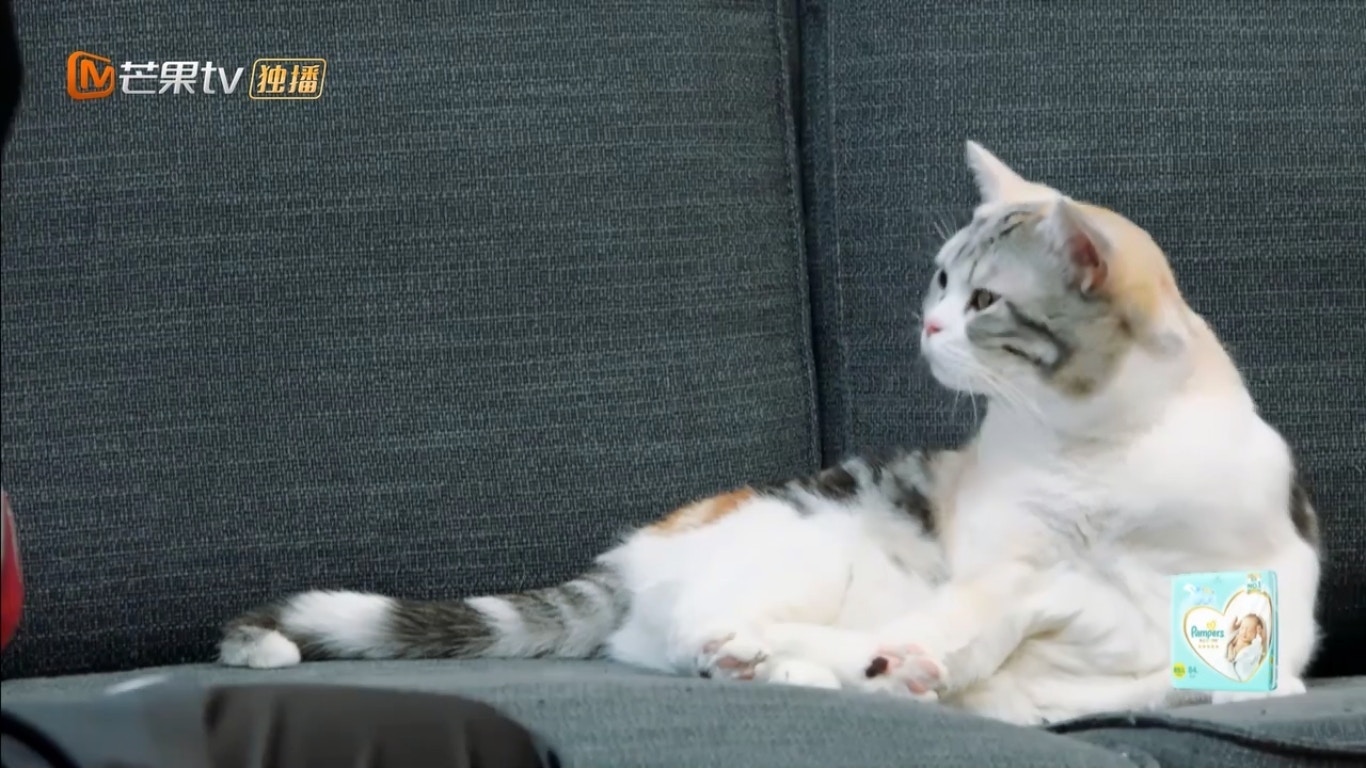 節目中討論到的貓貓,顯得十分無奈。(內地真人秀《新生日記》截圖) 節目中討論到的貓貓,顯得十分無奈。(內地真人秀《新生日記》截圖)