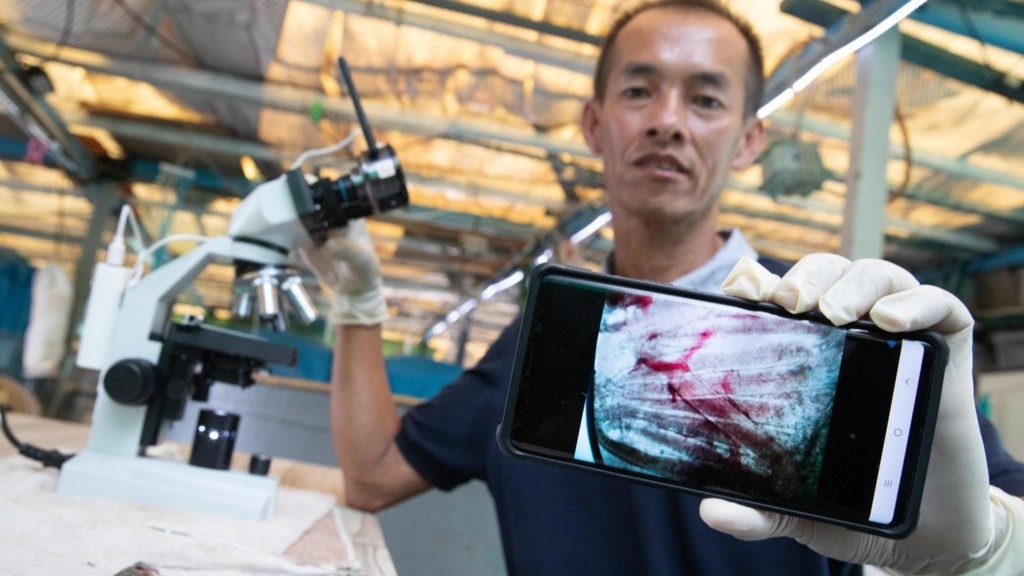 魚排變實驗室 養魚戶用顯微鏡找寄生蟲對症下藥 存活率增至五成 魚排變實驗室 養魚戶用顯微鏡找寄生蟲對症下藥 存活率增至五成