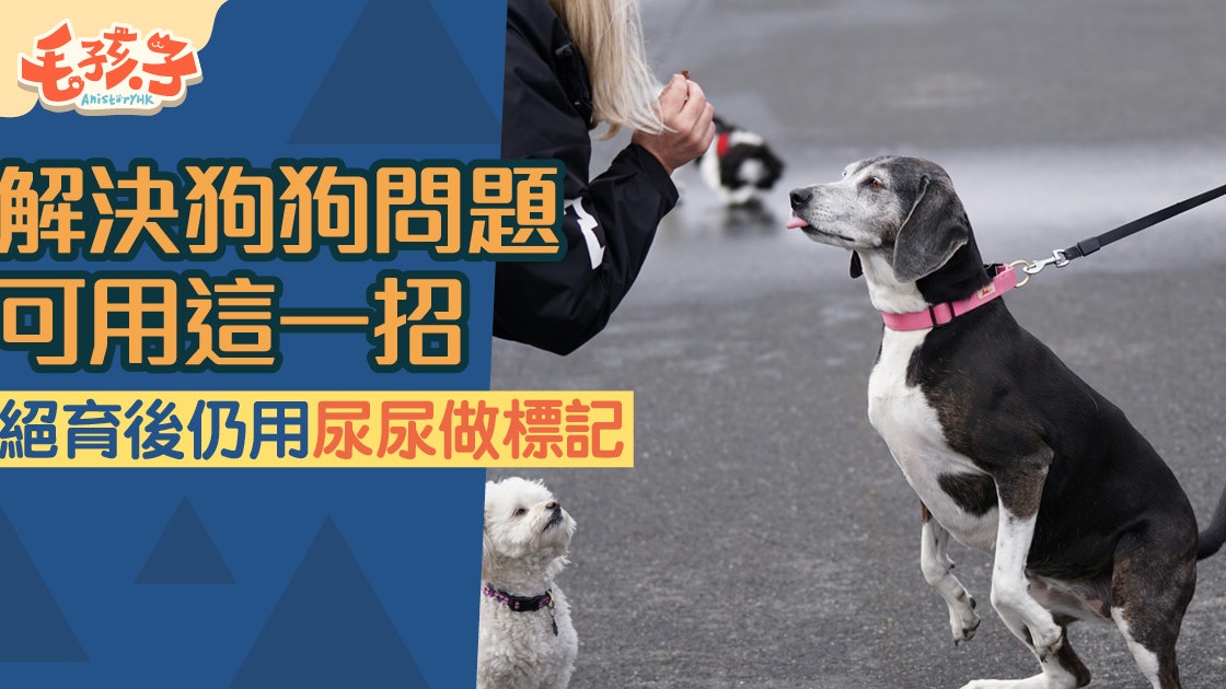 狗行為】絕育後狗狗仍用小便作標記要解決唯有...... 狗行為】絕育後狗狗仍用小便作標記要解決唯有......