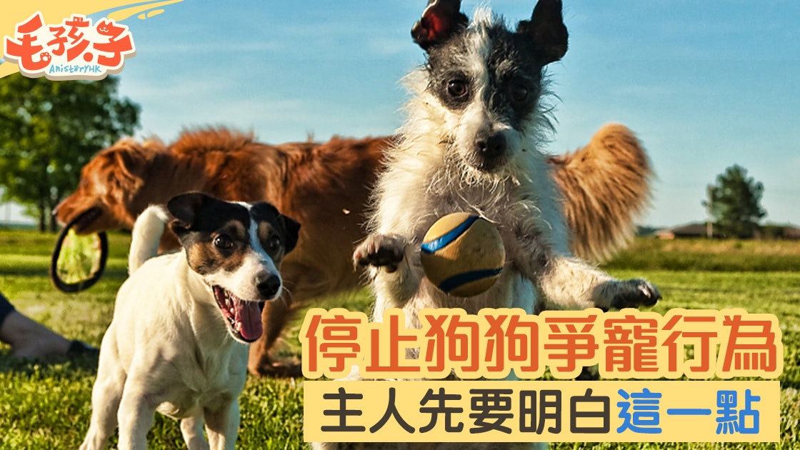 狗行為 狗狗爭寵怎麼辦 學會這招再沒煩惱 香港01 寵物 狗行為 狗狗爭寵怎麼辦 學會這招再沒煩惱 香港01 寵物