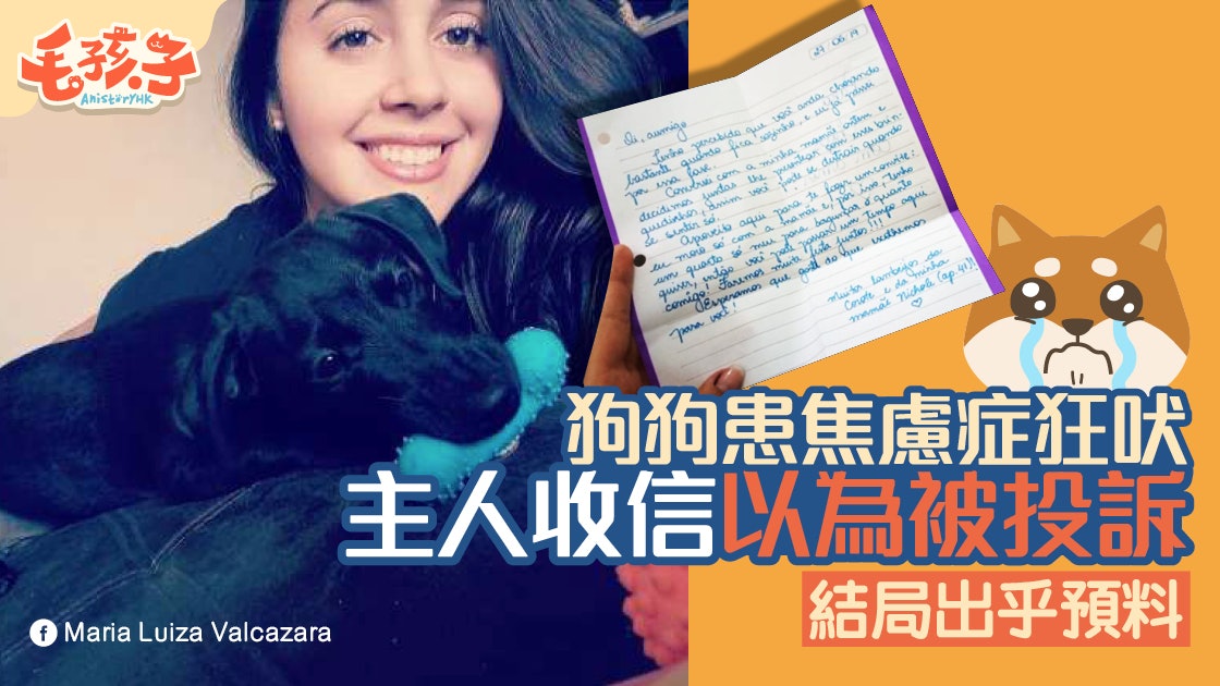 分離焦慮症 焦慮狗狂吠狗主收鄰居信以為被投訴結果 香港01 寵物
