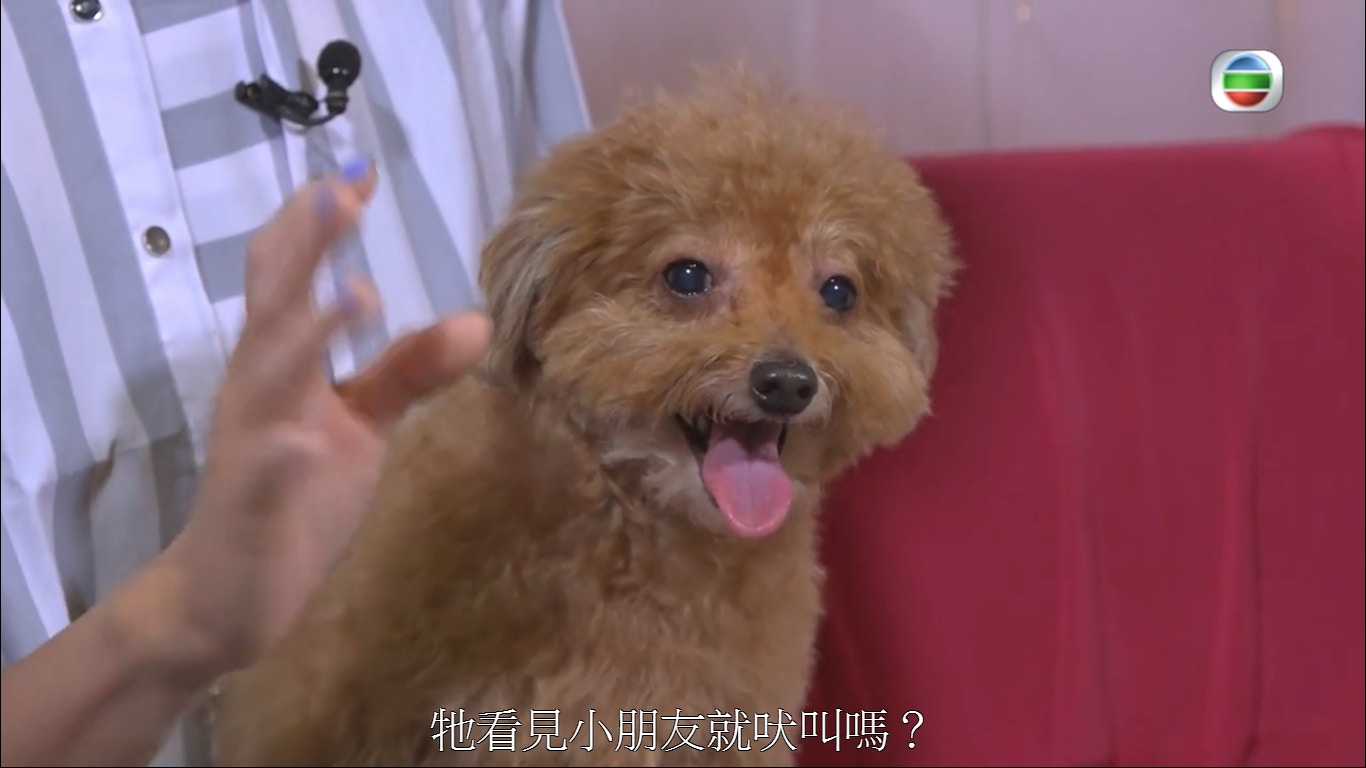 玩具貴婦狗Chloe太纏身,節目主持陳庭欣跟牠玩耍亦被牠㗅。(《我的寵物》節目截圖) 玩具貴婦狗Chloe太纏身,節目主持陳庭欣跟牠玩耍亦被牠㗅。(《我的寵物》節目截圖)