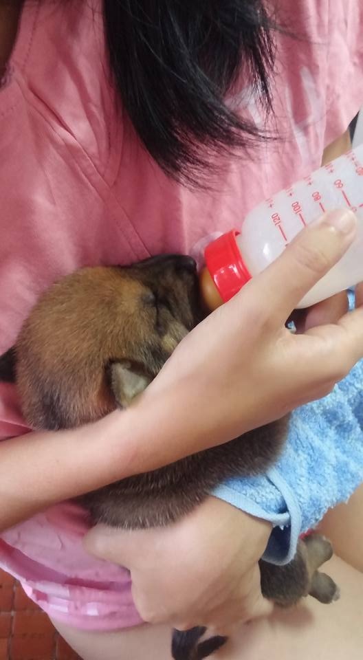 暫托狗BB是Anica第一次暫托的小狗。(受訪者提供) 暫托狗BB是Anica第一次暫托的小狗。(受訪者提供)