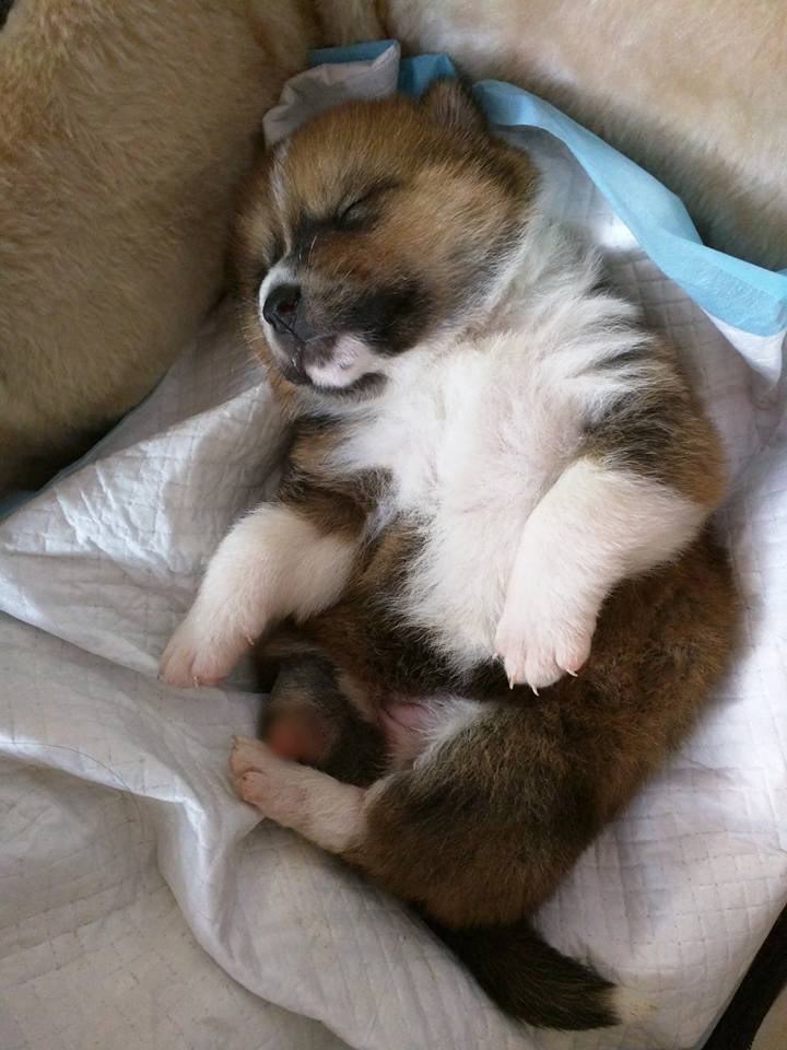 三腳狗Solar是Anica最難忘的狗狗。(受訪者提供) 三腳狗Solar是Anica最難忘的狗狗。(受訪者提供)