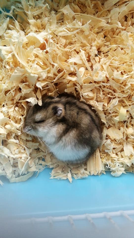 由於Anica最近準備搬屋,所以轉為暫托體型較細小的動物。(受訪者提供) 由於Anica最近準備搬屋,所以轉為暫托體型較細小的動物。(受訪者提供)