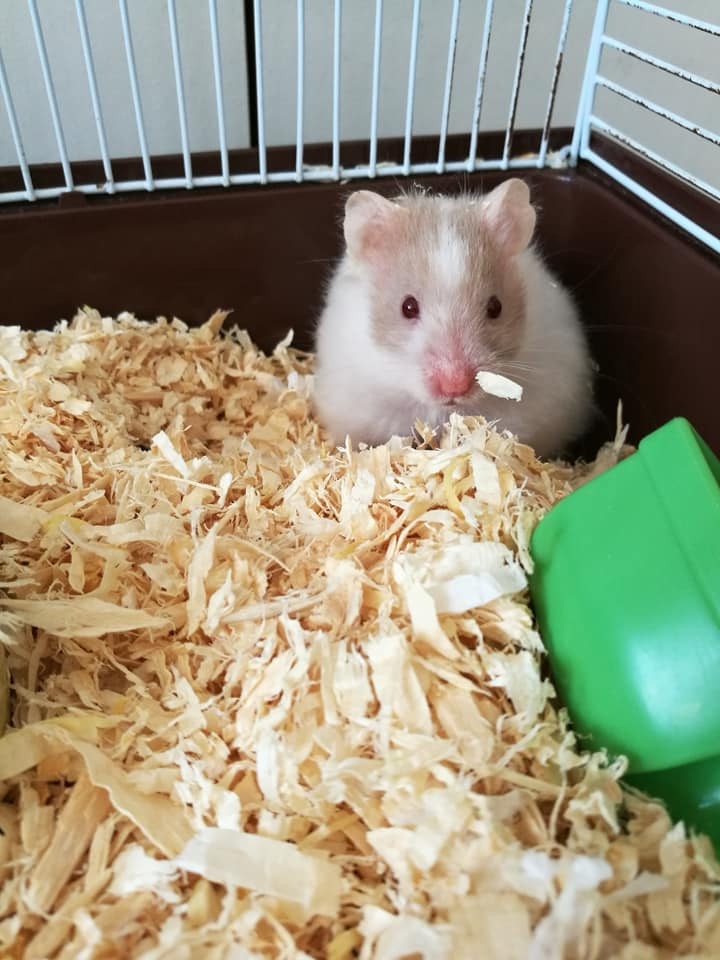 Anica 暫托的熊仔鼠「BiBi」。(受訪者提供) Anica 暫托的熊仔鼠「BiBi」。(受訪者提供)