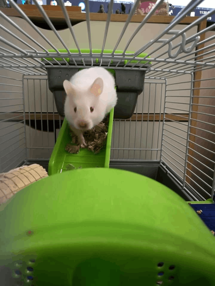 Anica 暫托的倉鼠BB「Bello」。(受訪者提供) Anica 暫托的倉鼠BB「Bello」。(受訪者提供)