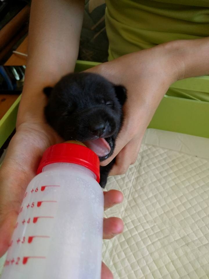 Anica暫托的狗BB「Salon」。(受訪者提供) Anica暫托的狗BB「Salon」。(受訪者提供)