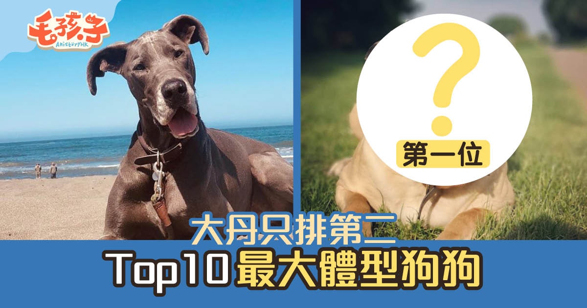 狗狗排行榜 體型最大狗狗top10 第1位竟然是牠 香港01 寵物