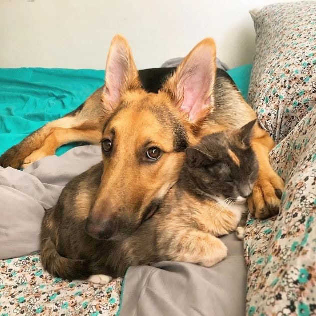德國牧羊犬Koda舆三色貓Lyna形影不離。（Instagram@mr.koda.bear）