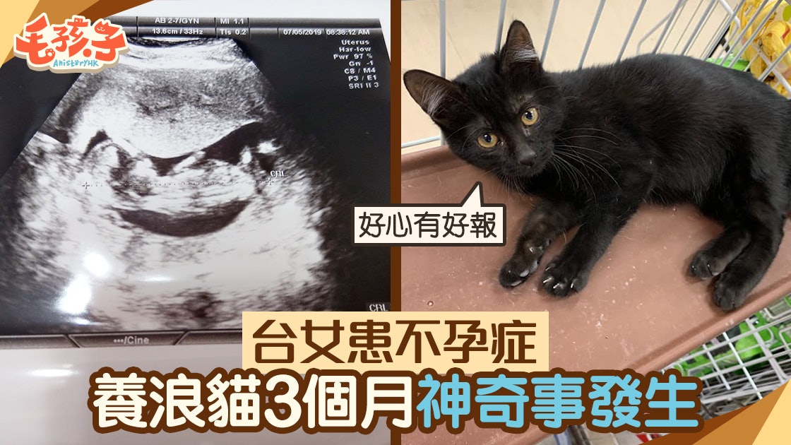 領養貓 貓奴苦等兩年無法懷孕養黑貓3個月神奇的事便發生 香港01 寵物