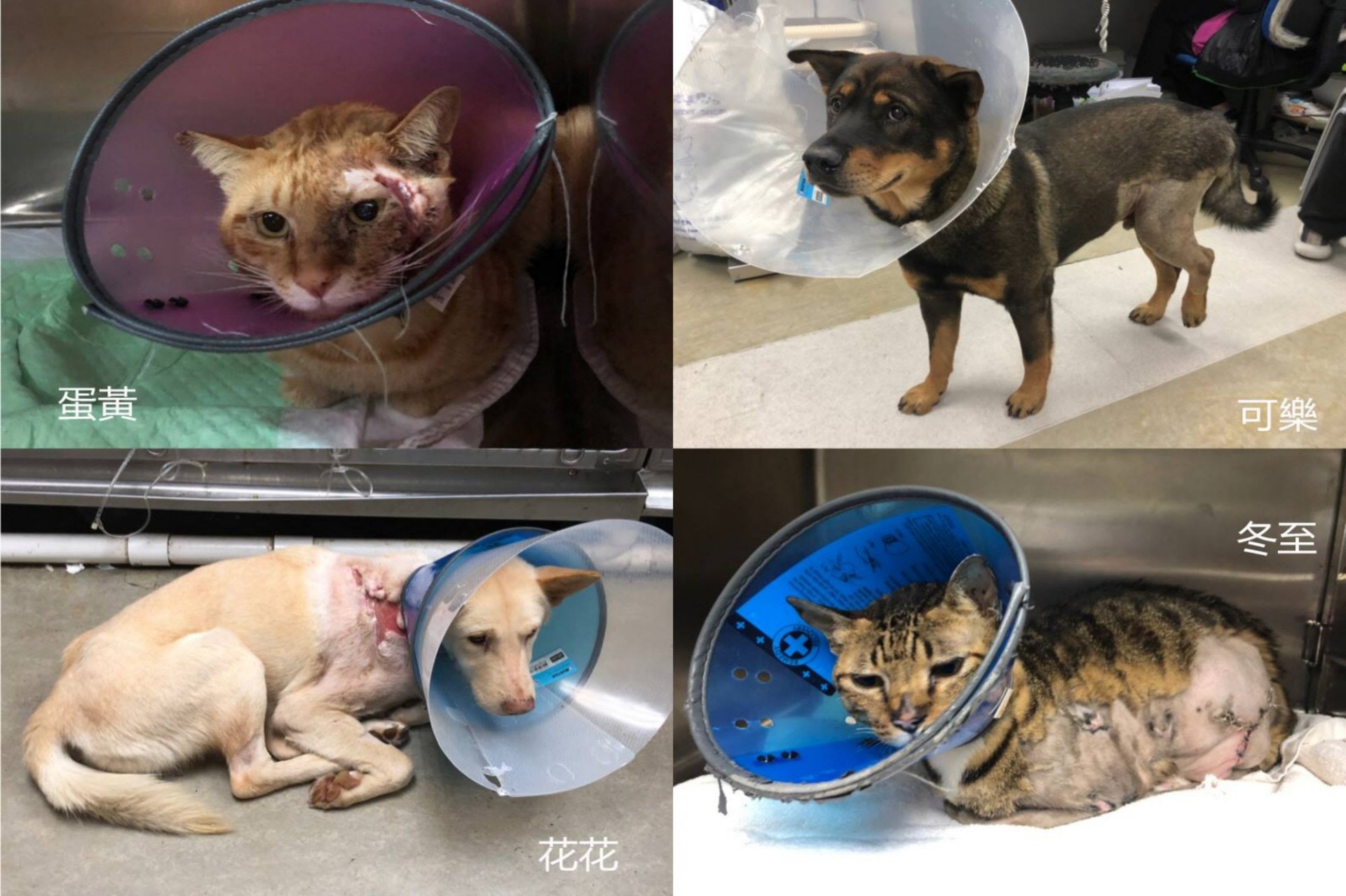 NPV的「社區動物絕育中心」除了為流浪貓狗提供免費絕育服務,更設緊急醫療服務,救治嚴重受傷或患有重病,生命危在旦夕的社區毛孩。蛋黃、可樂、花花和冬至均是相關服務的受惠毛孩。(相片由NPV非牟利獸醫服務協會提供) NPV的「社區動物絕育中心」除了為流浪貓狗提供免費絕育服務,更設緊急醫療服務,救治嚴重受傷或患有重病,生命危在旦夕的社區毛孩。蛋黃、可樂、花花和冬至均是相關服務的受惠毛孩。(相片由NPV非牟利獸醫服務協會提供)