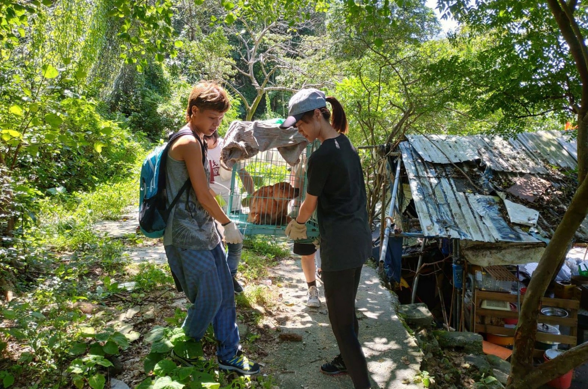 流浪貓狗經「社區動物絕育中心」的獸醫絕育或醫治後,大部分會被送回原居地生活。但如果牠們因身心等問題,而被獸醫診斷為無法返回大自然生活,則會交由動物義工暫時照顧,並安排領養。(相片由NPV非牟利獸醫服務協會提供) 流浪貓狗經「社區動物絕育中心」的獸醫絕育或醫治後,大部分會被送回原居地生活。但如果牠們因身心等問題,而被獸醫診斷為無法返回大自然生活,則會交由動物義工暫時照顧,並安排領養。(相片由NPV非牟利獸醫服務協會提供)