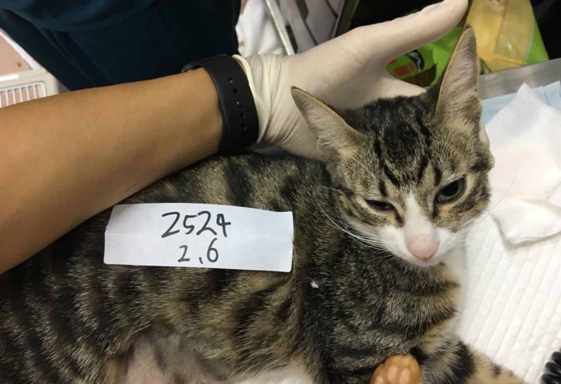 流浪貓狗經「社區動物絕育中心」的獸醫絕育或醫治後,大部分會被送回原居地生活。但如果牠們因身心等問題,而被獸醫診斷為無法返回大自然生活,則會交由動物義工暫時照顧,並安排領養。(相片由NPV非牟利獸醫服務協會提供) 流浪貓狗經「社區動物絕育中心」的獸醫絕育或醫治後,大部分會被送回原居地生活。但如果牠們因身心等問題,而被獸醫診斷為無法返回大自然生活,則會交由動物義工暫時照顧,並安排領養。(相片由NPV非牟利獸醫服務協會提供)