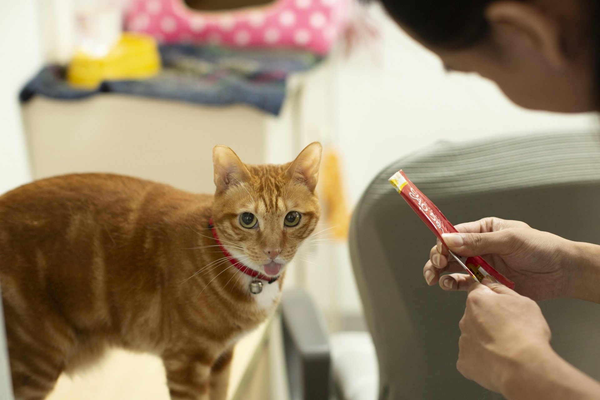 Laurence(右)一開始因放狗時看到流浪貓狗三餐不繼的慘況,而餵飼牠們,但發現慢慢愈來愈多貓狗聚集,甚至不斷繁衍下一代,令他意識到為流浪動物絕育的重要性,其後更成為NPV其中一個長期合作義工。(龔嘉盛攝) Laurence(右)一開始因放狗時看到流浪貓狗三餐不繼的慘況,而餵飼牠們,但發現慢慢愈來愈多貓狗聚集,甚至不斷繁衍下一代,令他意識到為流浪動物絕育的重要性,其後更成為NPV其中一個長期合作義工。(龔嘉盛攝)