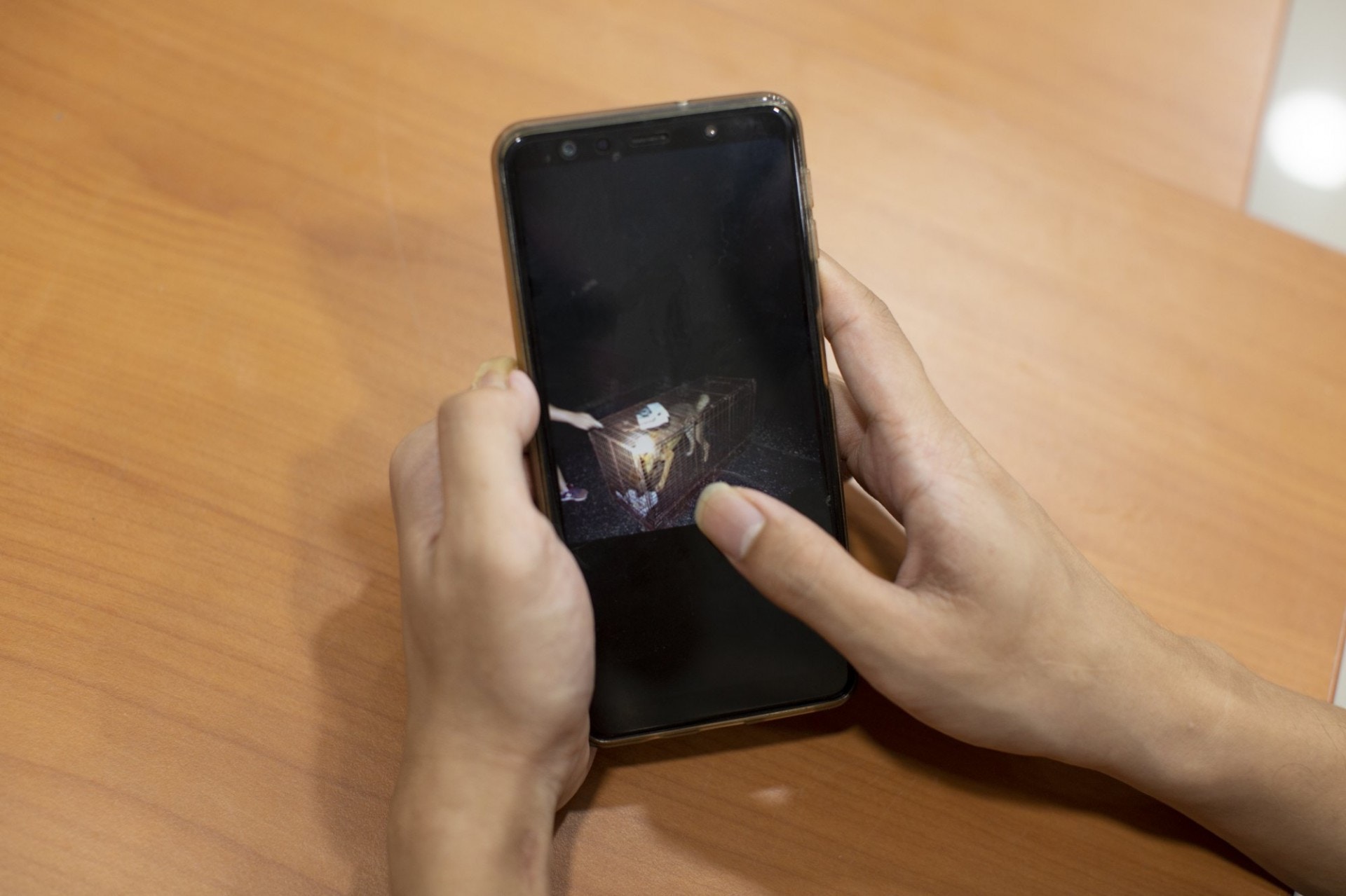 Goofy和烏咀的傷勢非常嚴重,如非Laurence及一眾義工及時誘捕,並把牠們送到NPV救治,再過幾天,相信將難以救回這兩條寶貴生命。(龔嘉盛攝) Goofy和烏咀的傷勢非常嚴重,如非Laurence及一眾義工及時誘捕,並把牠們送到NPV救治,再過幾天,相信將難以救回這兩條寶貴生命。(龔嘉盛攝)